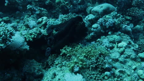 Oktopus-Bewegt-Sich-Zwischen-Korallen-Im-Riff-Des-Roten-Meeres