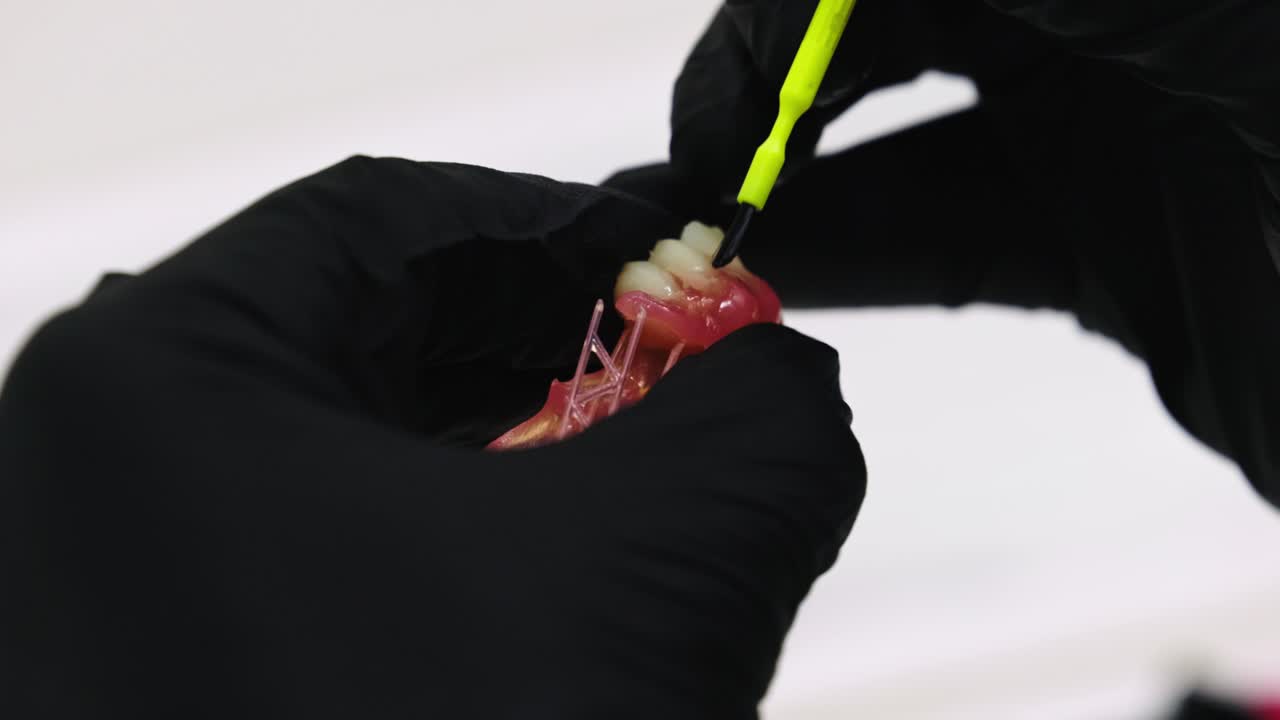 primer plano extremo de un técnico dental colocando el brillo final en los dientes protésicos