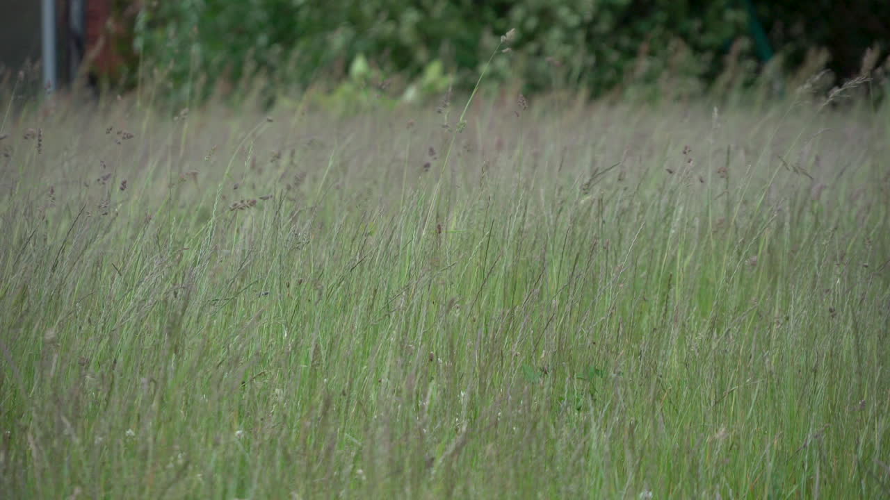 폴란드 로제비에서 바람이 많이 부는 날씨에 흔들리는 갈대 풀 바다