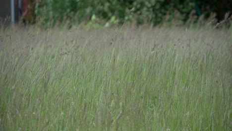 Sea-Of-Reed-Grass-Swinging-On-The-Windy-Weather-At-Rozewie,-Poland