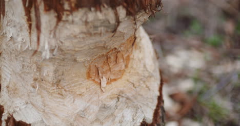 half cut tree trunk in forest 1