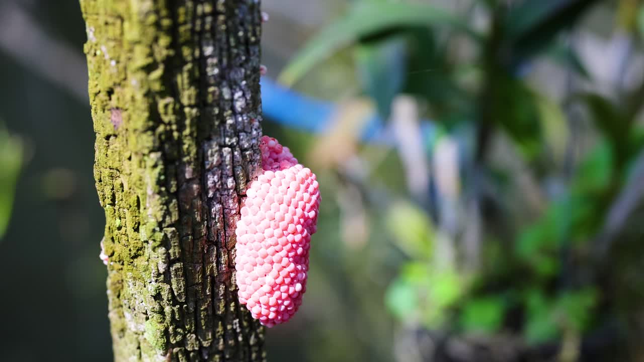 나무 줄기 에 있는 분홍색 달