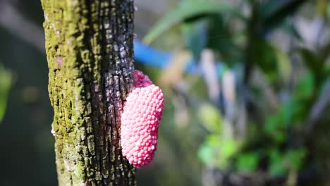 huevos de caracol rosados en un tronco de árbol