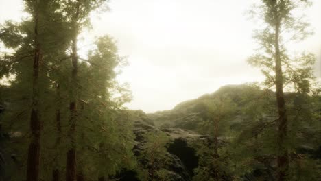 niebla y pinos en la escarpada ladera de la montaña y la tormenta que viene