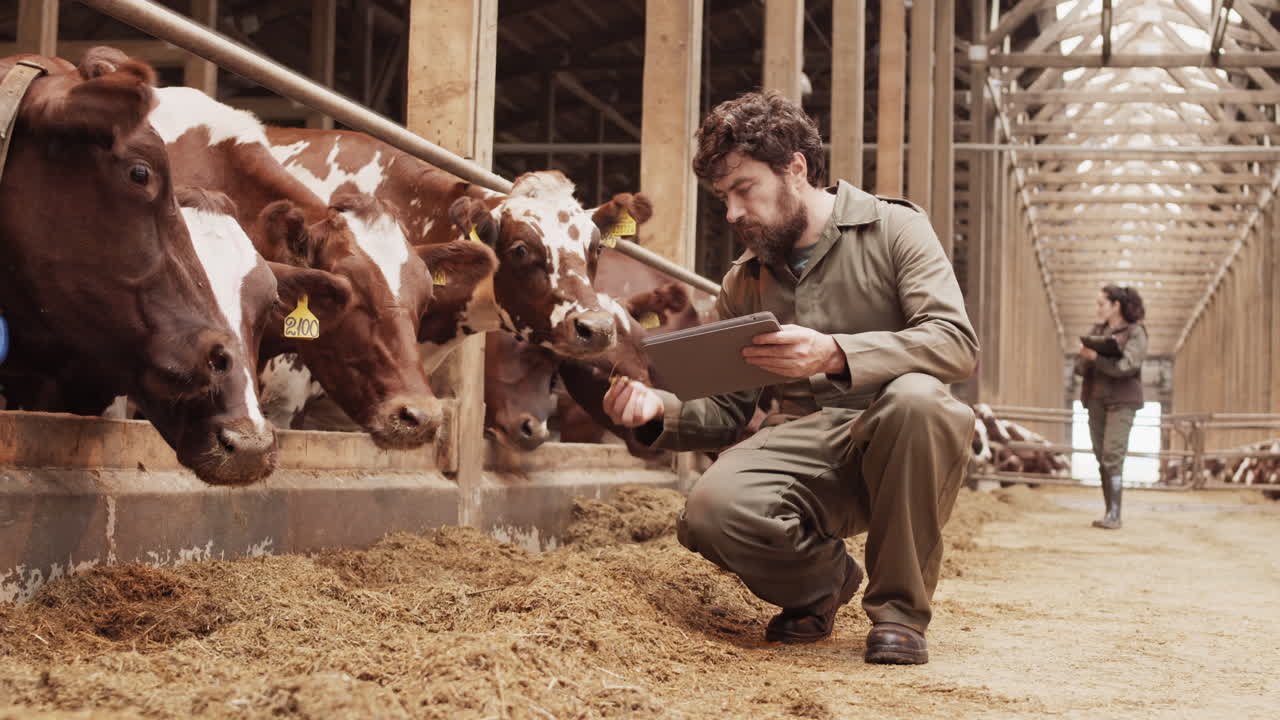 Man Checking Quality of Cow Feed