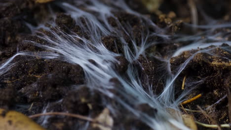 close-up of white mycelium threads in soil