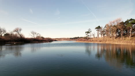 Ducks-On-The-Lake-At-The-National-Park-In-Meijendel-Dunes,-Wassenaar,-South-Holland,-Netherlands