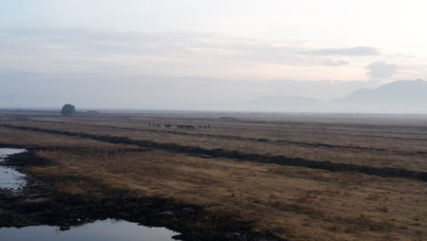 Wild-Horses-Running-In-Kayseri-Area-At-Sunrise-In-Turkey---aerial-drone-shot