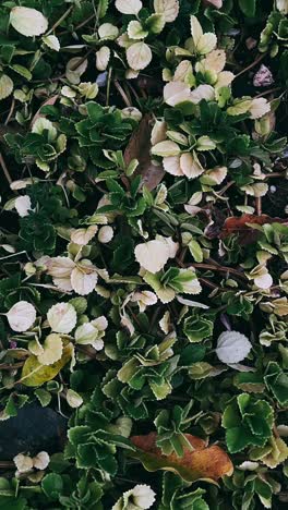 primer plano de las coloridas plantas de cobertura del suelo