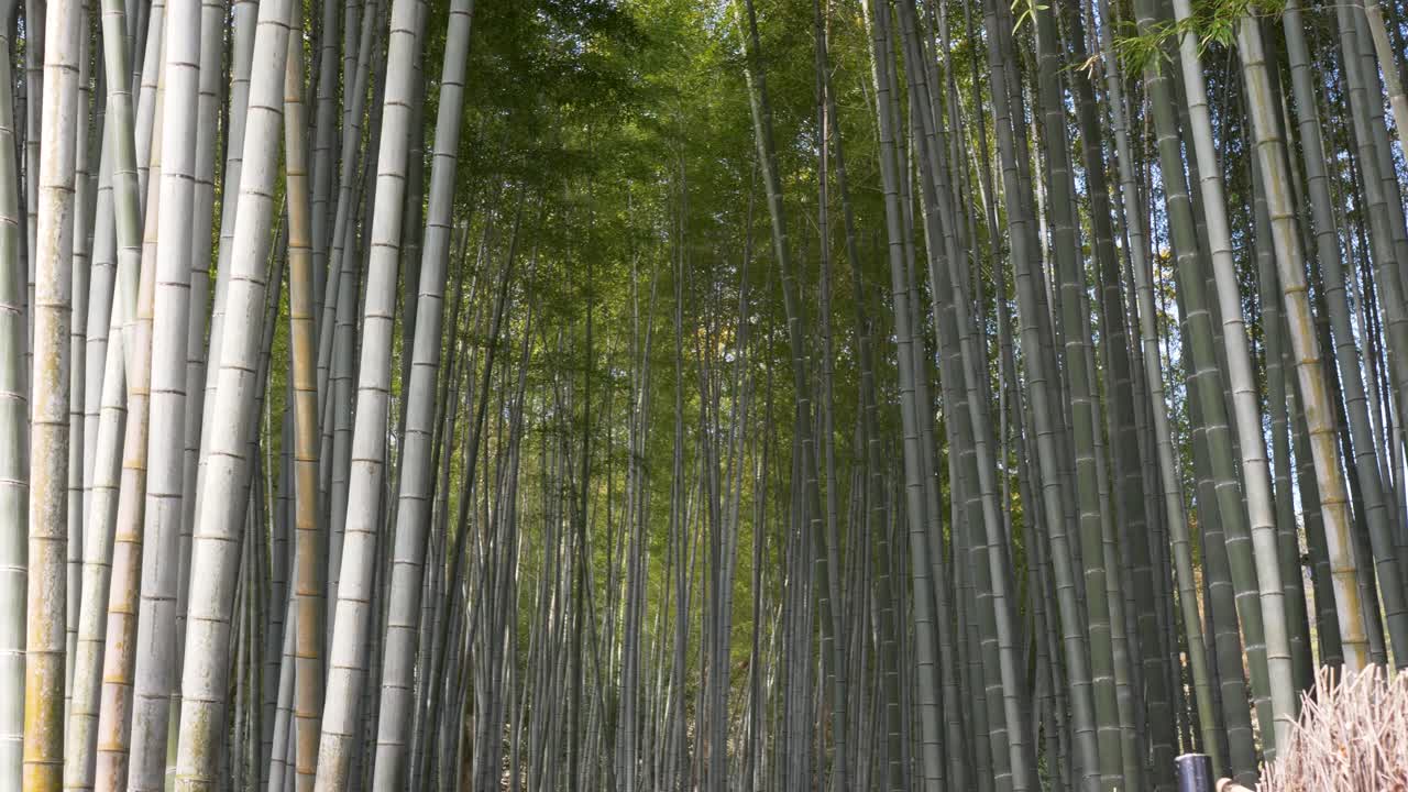 Paesaggio al rallentatore di una tranquilla volta di bambù lungo un sentiero pedonale presso il tempio Adashino Nenbutsuji vicino alla foresta e alle montagne di Arashiyama a Ukyo Kyoto Giappone. Turismo, viaggi e natura in Asia