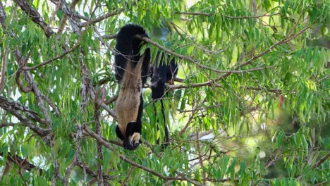 ardilla gigante negra, ratufa bicolor un individuo colgando boca abajo comiendo frutas mientras otro se ve en la parte de atrás durante un día ventoso en el parque nacional khao yai, tailandia