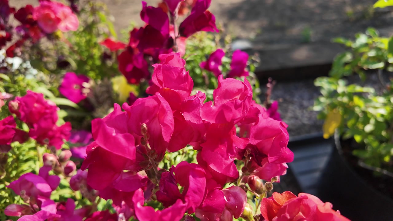 Mass of pink snapdragons in a garden setting