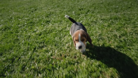 a small puppy jumps on the lawn