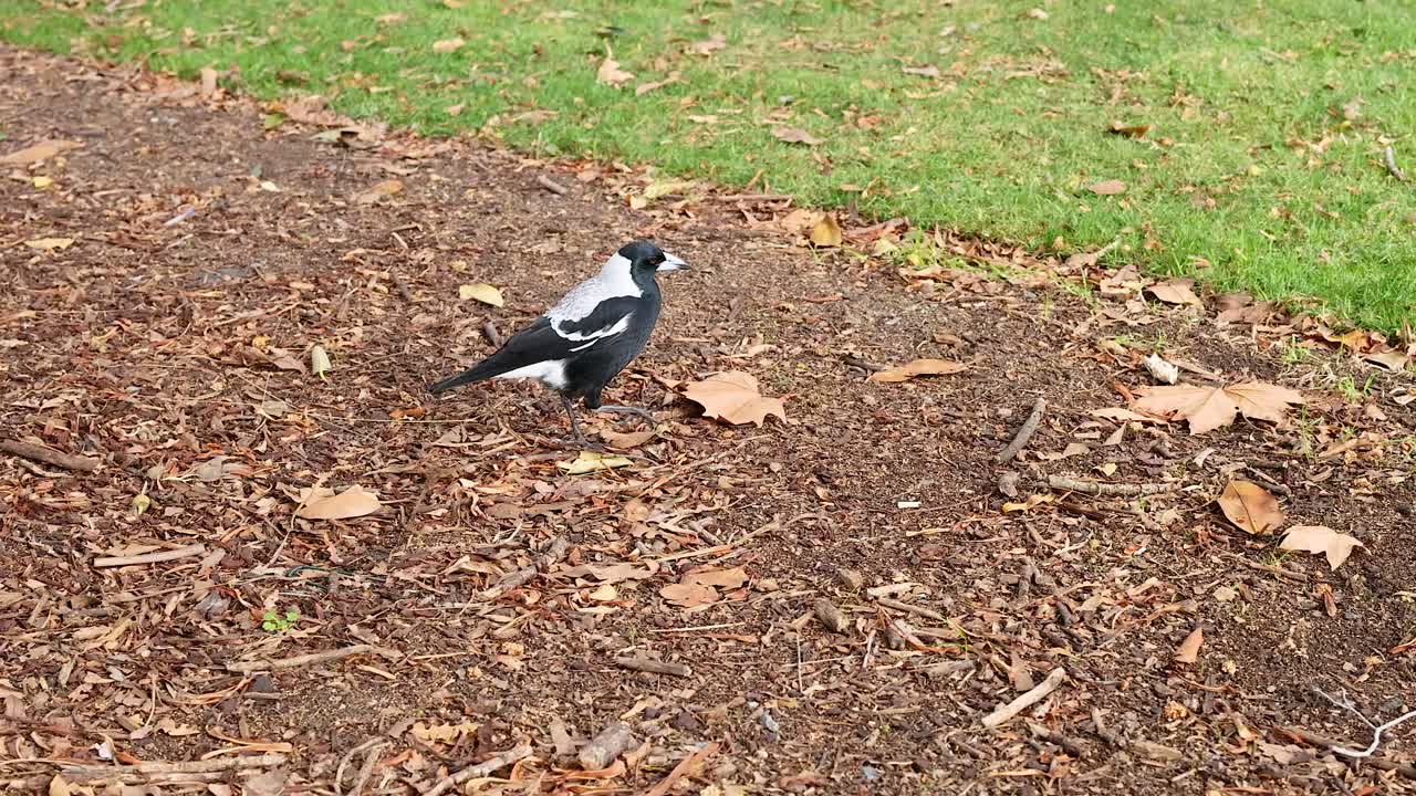 A magpie searches for food on the ground