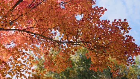 looking up at bright orange and red maple tree canopy branches in autumn