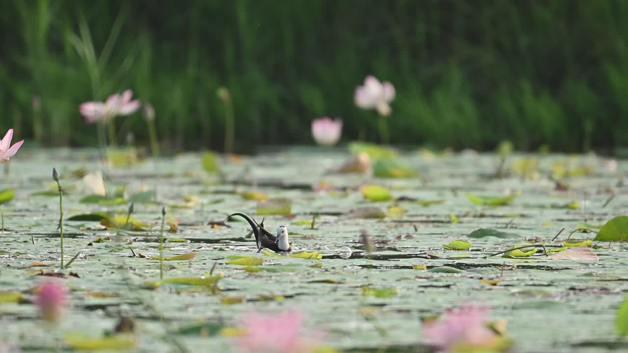 Soft Light on Waterbird Feeding in Floral Wetland
