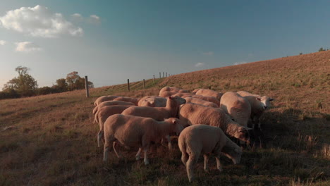 Drones-Volando-Hacia-Un-Rebaño-De-Ovejas-Pastando-En-Una-Granja-Mientras-Se-Alejan,-Hacen-Una-Pausa-Para-Comer-Y-Siguen-Corriendo