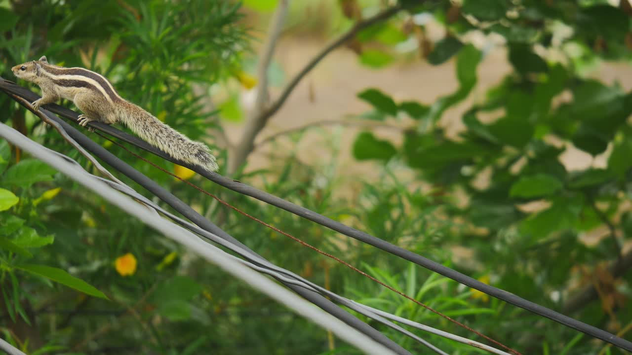 Chipmunk calling on electric wire
