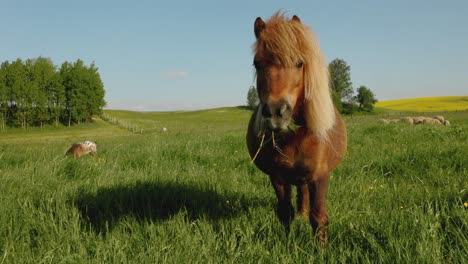 Cute-and-adorable-pony-horse-is-eating-grass-on-open-field-during-sunshine-day-and-weather