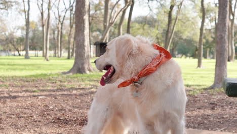 Cute-golden-retriever-dog-panting-in-wooded-park-and-drooling-after-drinking-water-from-dog-bowl