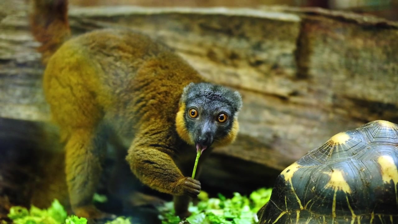 Pequeño primate o especie de lémur en un recinto en el zoológico de Berlín