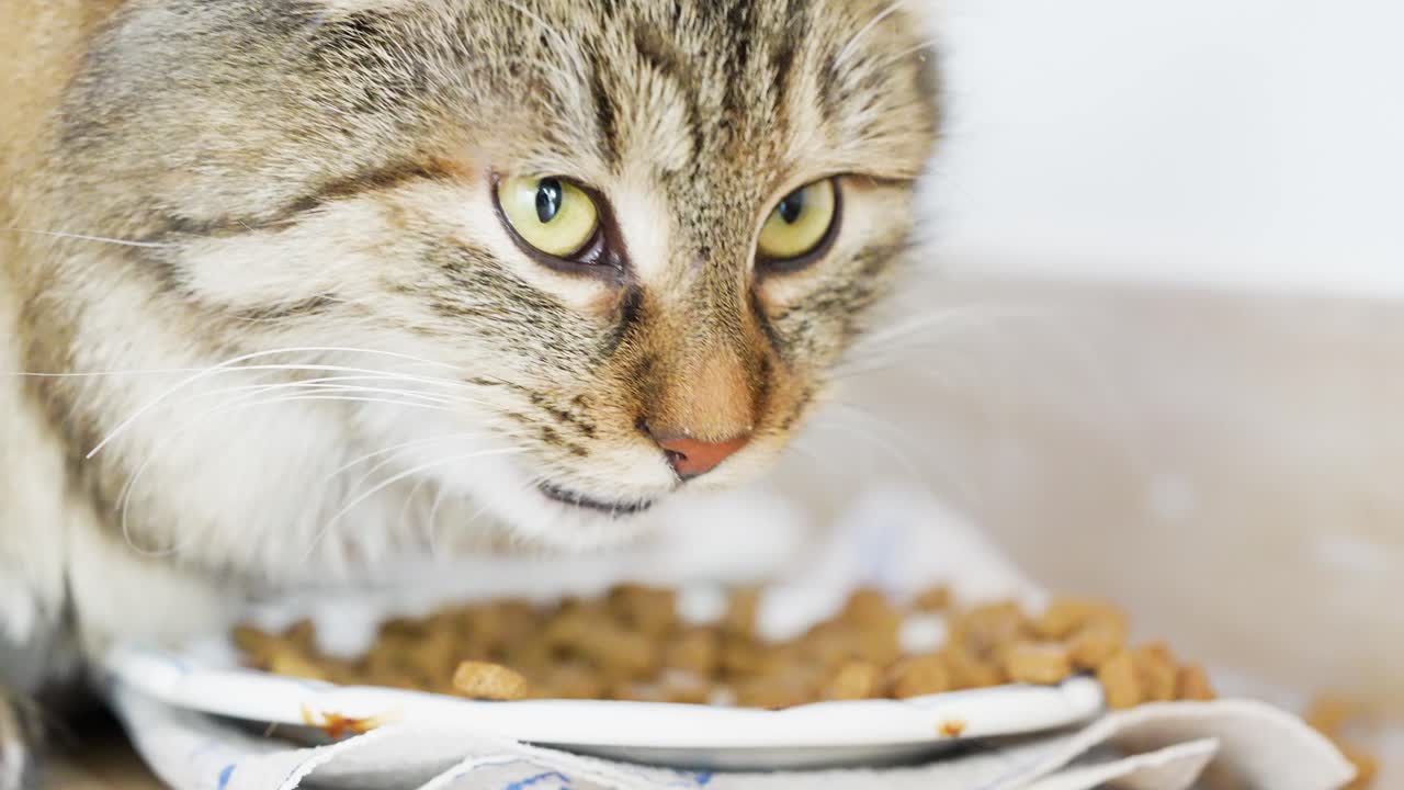 Nahaufnahme einer Europäischen Langhaar-Katze, die von einem Teller frisst, dann innehält und sich entfernt. Natürliches Fressverhalten in einer ruhigen häuslichen Umgebung, das Neugier und den alltäglichen Lebensstil von Haustieren in Zeitlupe zeigt