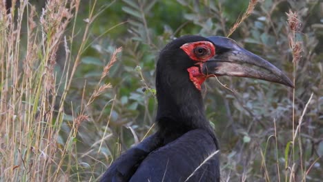 rear view of southern ground hornbill in kruger national park