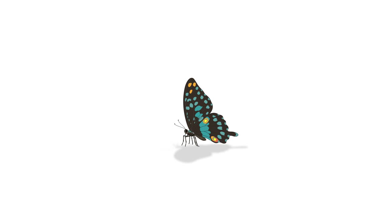 Illustrated animation of a butterfly's anatomy, highlighting labeled parts with smooth transitions and vibrant colors