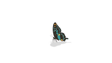 illustrated animation of a butterfly's anatomy, highlighting labeled parts with smooth transitions and vibrant colors