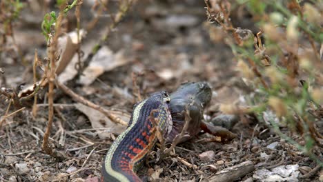 Serpiente-De-Liga-Que-Intenta-Tragar-A-Su-Presa