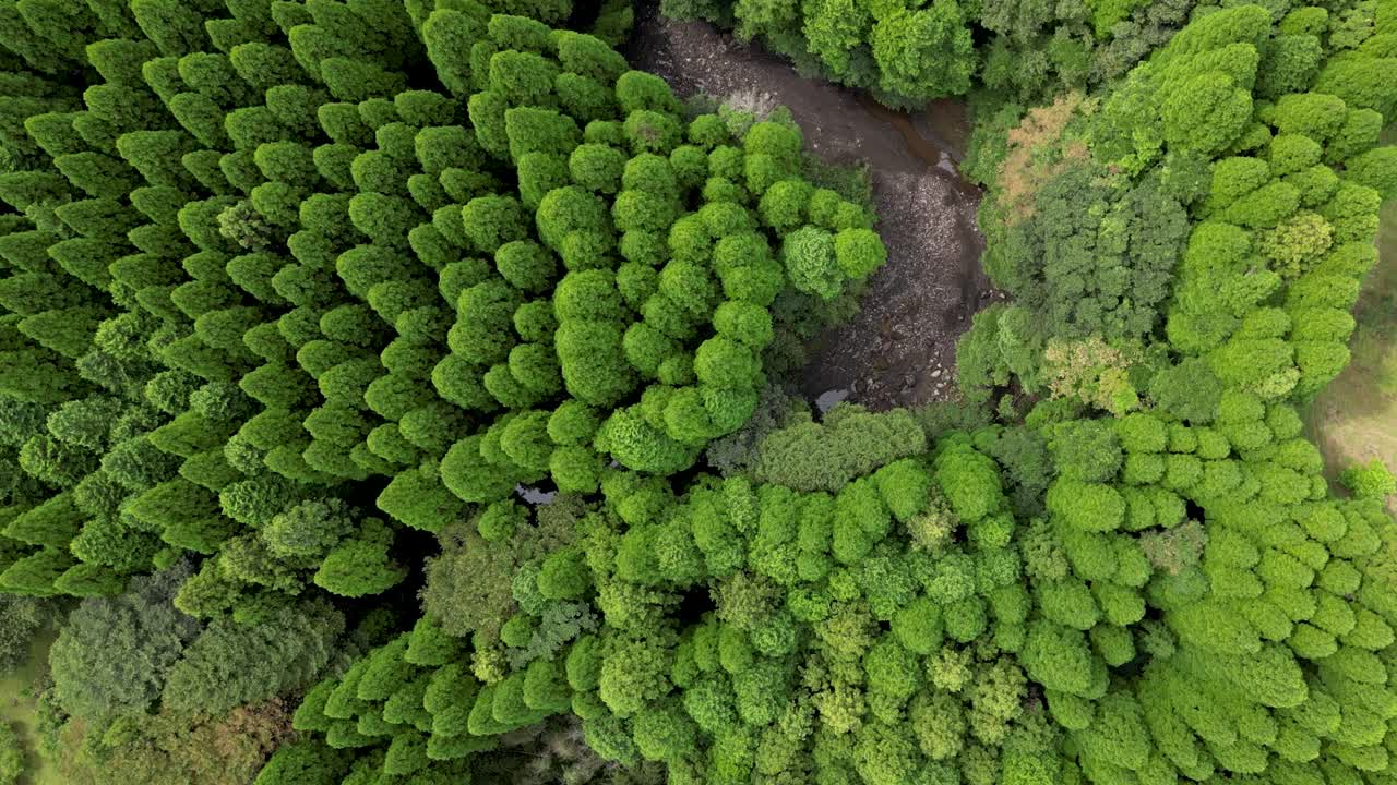 Aerial drone top down flight over lush forest with small river in slow motion