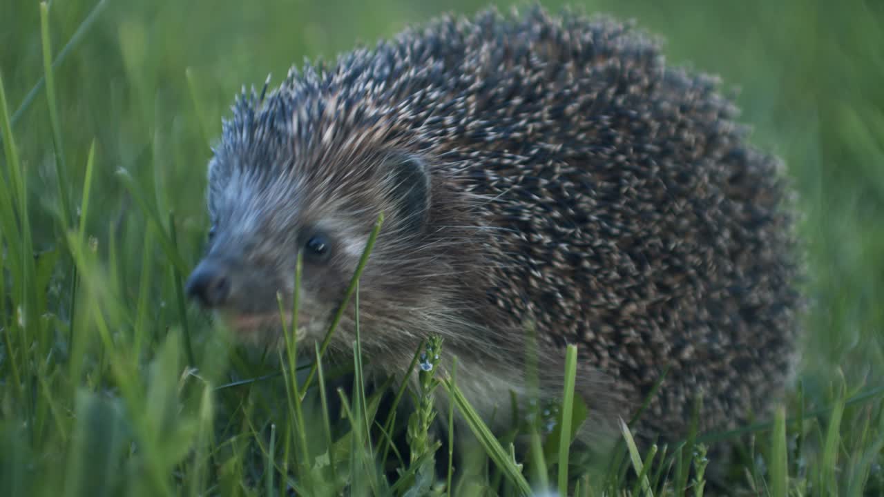 Europäischer Igel in der Abenddämmerung auf Insektenjagd