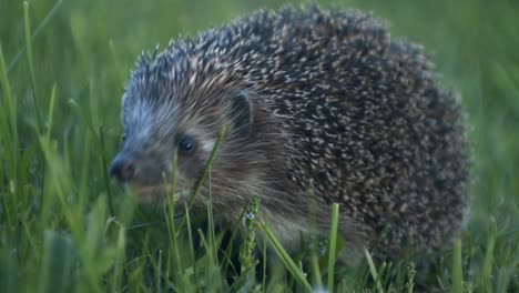 european hedgehog in evening dusk went out for bugs