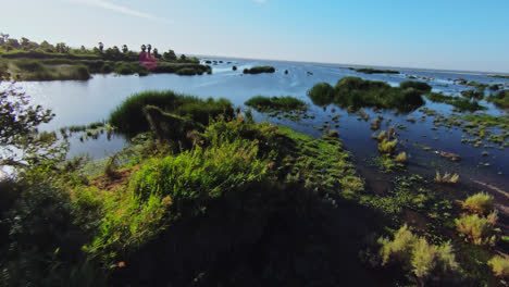 aerial above lush green trees and landscape with tidal marshes in baja california sur, mexico. fpv drone
