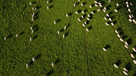 thousand of sheep