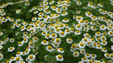 greek chamomile flowering white blossoms in close-up