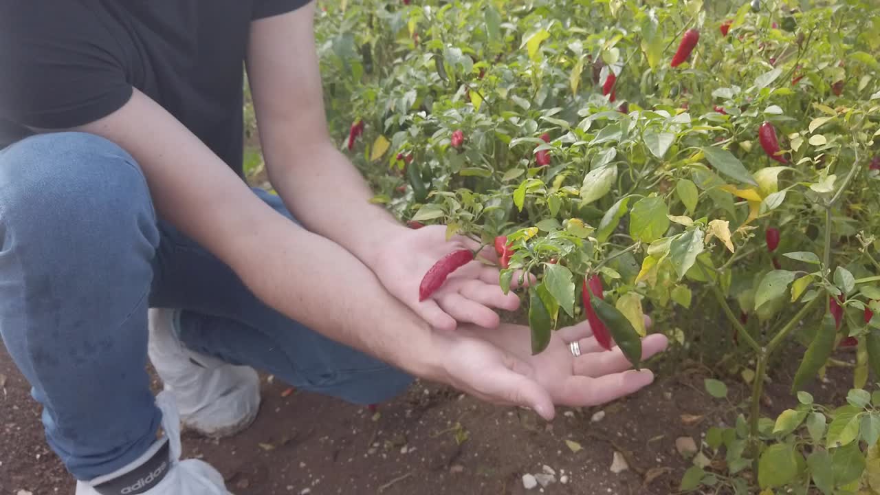 화창한 날 농장에서 아주 붉은 고추를 가지고 노는 손