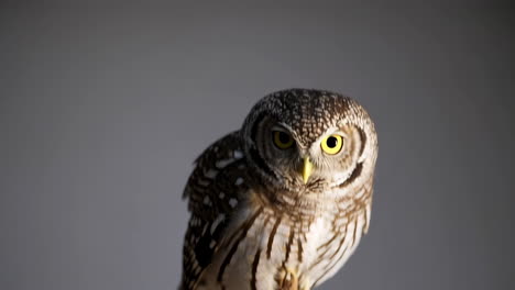 a small pygmy owl perched on a branch