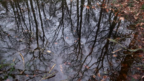 Reflections in a small pool during winter in a small forest in the UK showing leafless trees and dark sky.