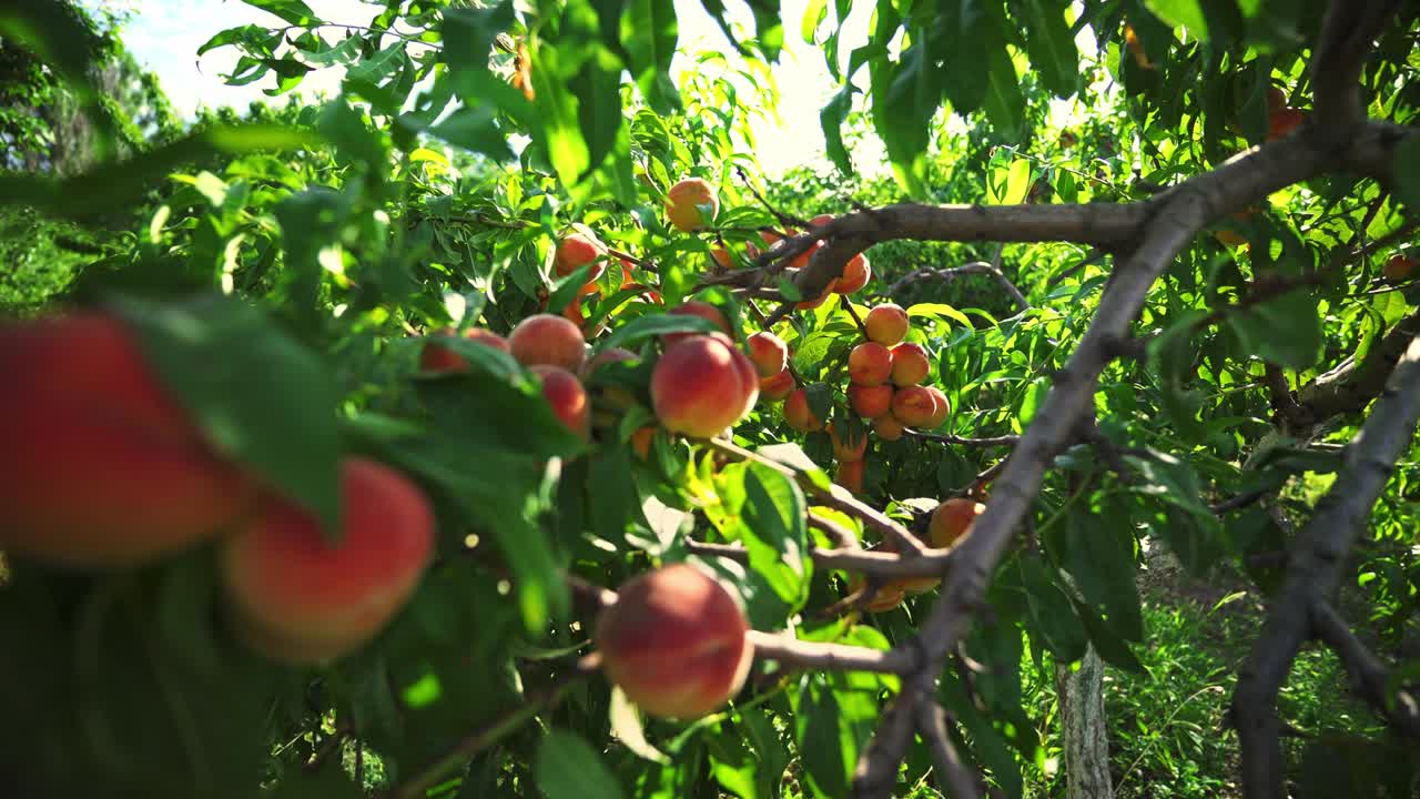 Big juicy peaches on the tree. Fabulous orchard. Agriculture.  Magical sunlight. Fruits ripen in the sun.