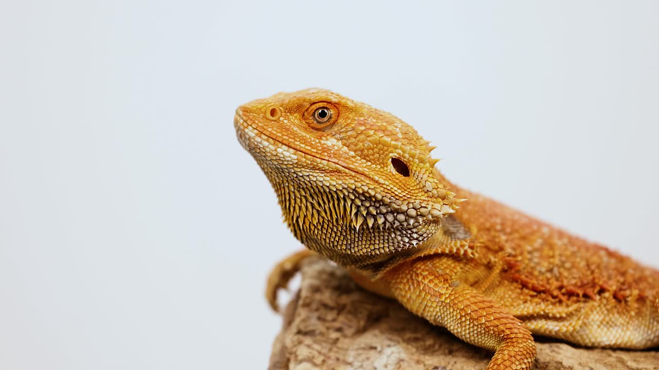 A bearded dragon lizard rests on a rock, captured in natural lighting with minimal movement over 14 seconds