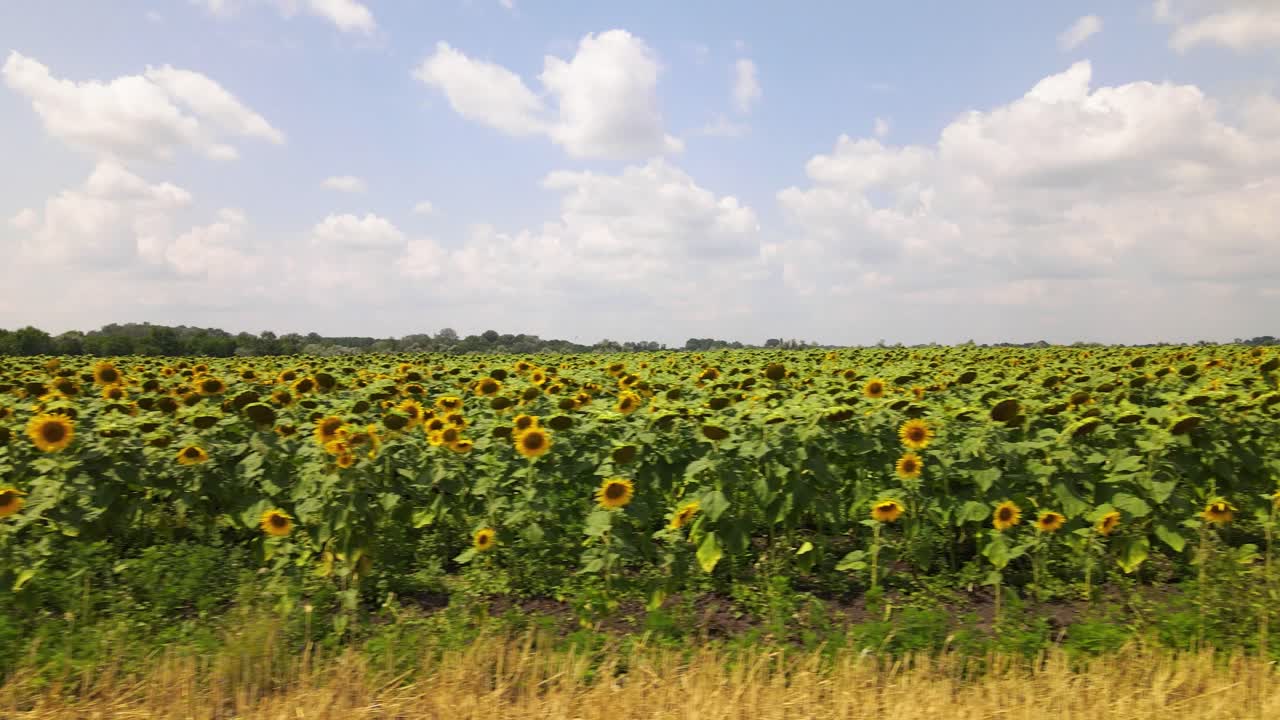해바라기 밭을 따라 트럭 운송 샷
