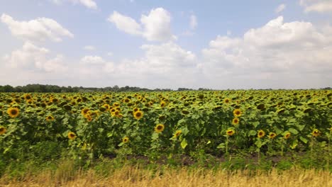 Trucking-shot-along-sunflower-field