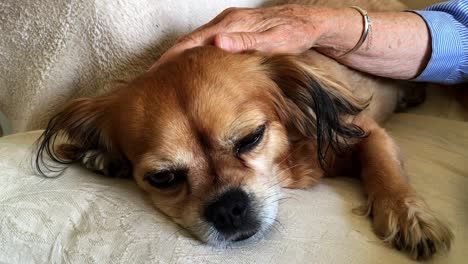 Besitzerin-Streichelt-Ihren-Spaniel-Auf-Dem-Sofa