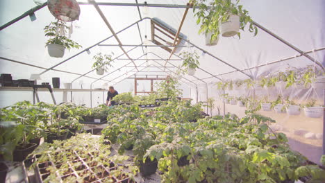 polytunnel stocked with young fruit and vegetable plants, man watering behind