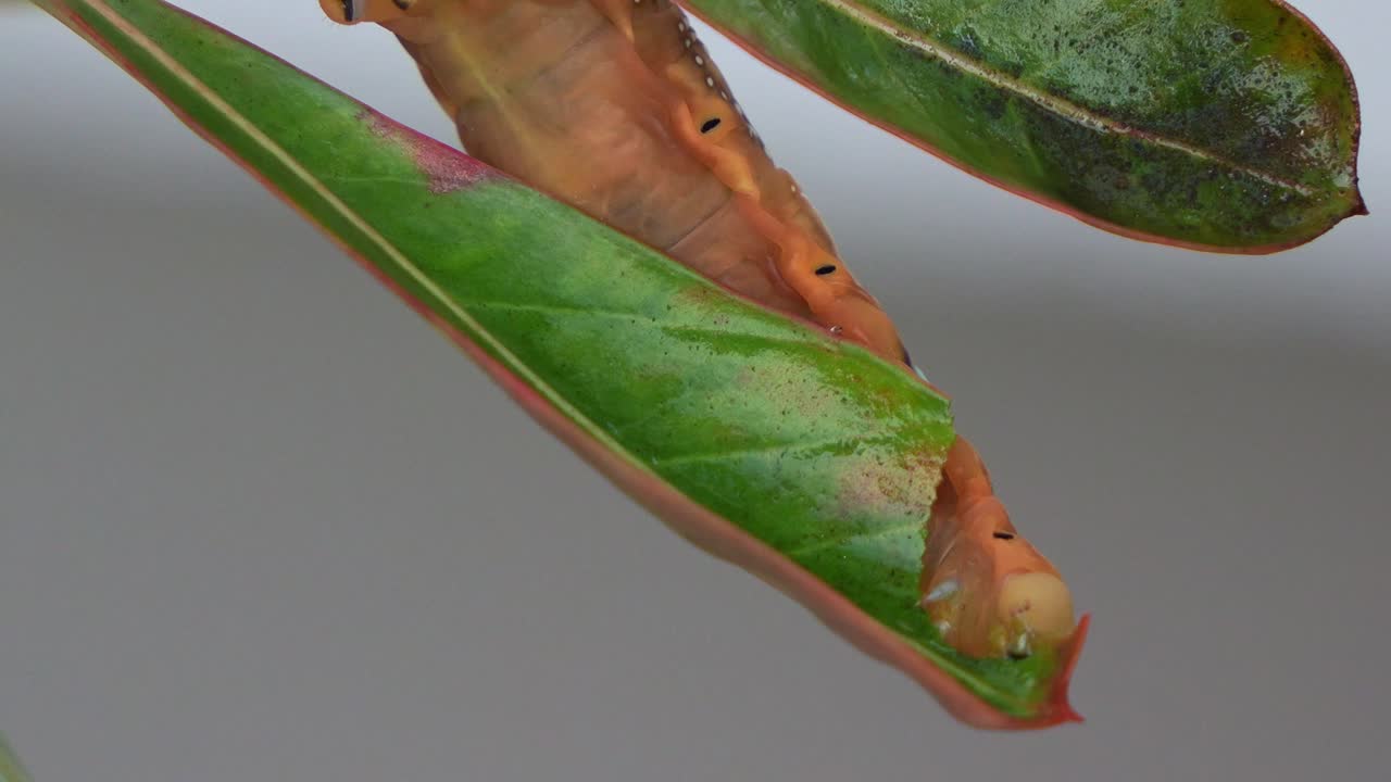 una oruga de polilla de halcón de oleander se aferra a la planta, alimentándose del tallo verde fresco y las hojas en su hábitat natural, fotografía de cerca