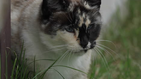 primer plano de un lindo gato calico de ojos azules vagando por la hierba en el jardín