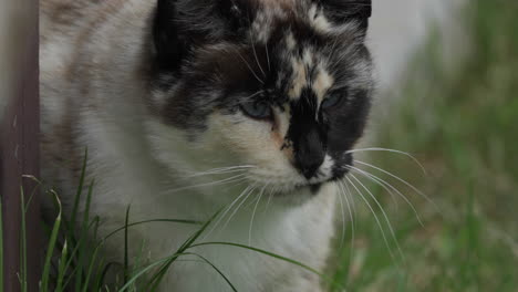 closeup of cute blue eyes calico cat wandering through grass in garden