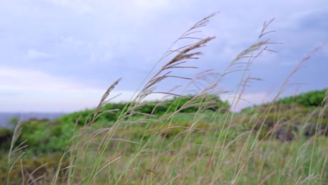 reeds field on cloudy and windy day