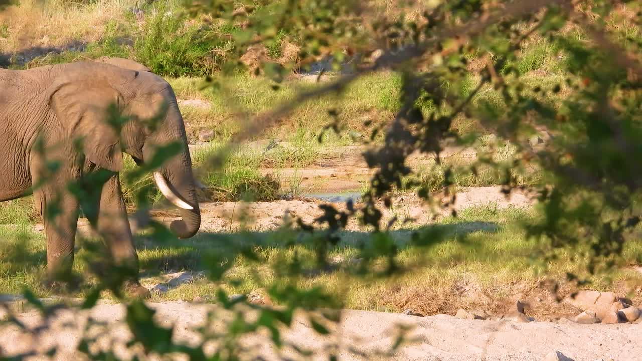 African Elephant Roaming On Savannah During Sunny Day In Kruger National Park, South Africa. Static Shot